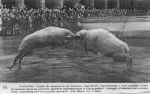 AAAch Manifesta